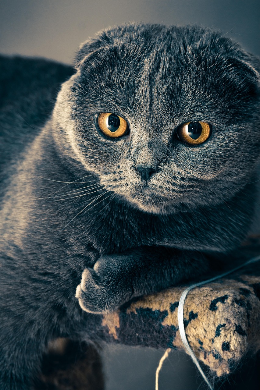 Kedi
